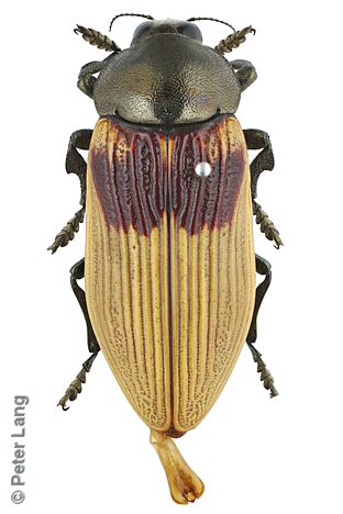 Temognatha stevensii, PL3527A, male, EP, 45.2 × 18.2 mm